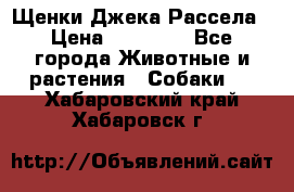 Щенки Джека Рассела › Цена ­ 10 000 - Все города Животные и растения » Собаки   . Хабаровский край,Хабаровск г.